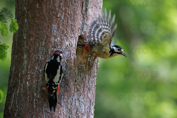 Great spotted woodpecker (Dendrocopos major) male and female leaving nest in tree trunk in forest in spring