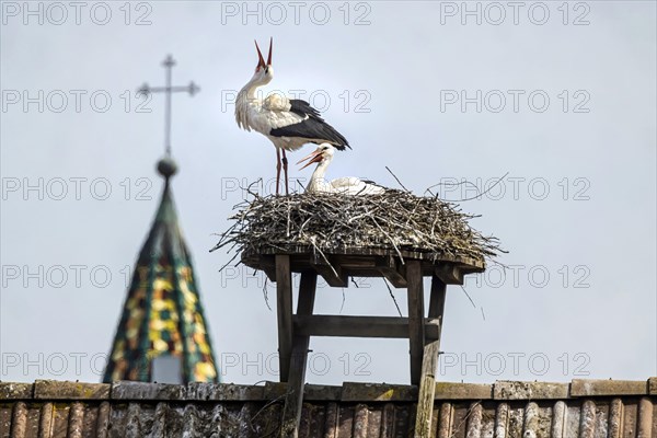 Storks nesting on a roof, Beuren an der Aach, Singen (Hohentwiel), Baden-Wuerttemberg, Germany, Europe