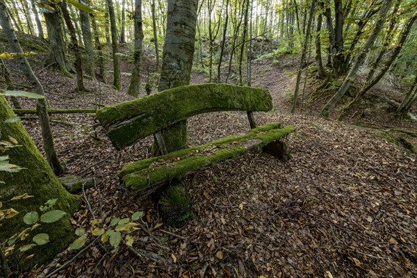 Weathered, rotten and mossy bench made of rough wooden boards, autumn leaves, backlight, beech forest, Raumertswald, volcano, Vogelsberg Volcano Region nature park Park, rest area, Nidda, Wetterau, Hesse, Germany, Europe