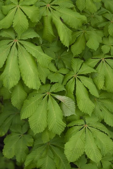 Green chestnut leaves in spring, sample, April, horse chestnut (Aesculus hippocastanum), Schwaebisch Hall, Hohenlohe, Heilbronn-Franken, Baden-Wuerttemberg, Germany, Europe