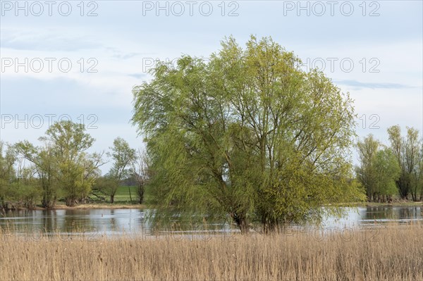 Trees, reeds, water, Elbe, Elbtalaue near Bleckede, Lower Saxony, Germany, Europe