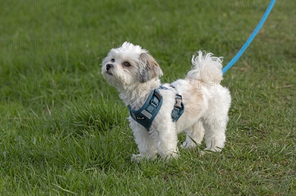 Bolonka Zwetna dog, Elbtalaue near Bleckede, Lower Saxony, Germany, Europe