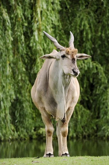 Common eland (Taurotragus oryx), male, captive, occurring in Africa