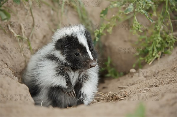 Striped skunk (Mephitis mephitis), juvenile at the burrow, captive, occurrence in North America