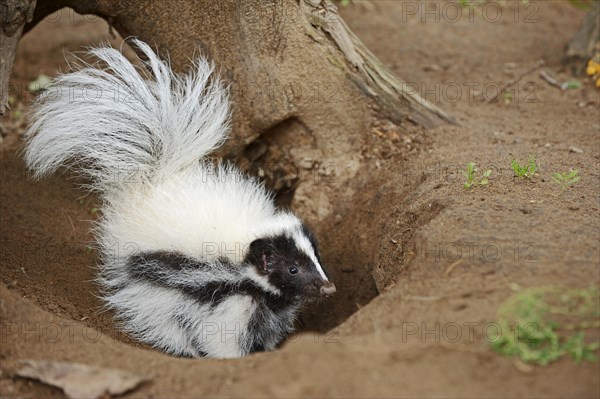 Striped skunk (Mephitis mephitis), juvenile at the burrow, captive, occurrence in North America