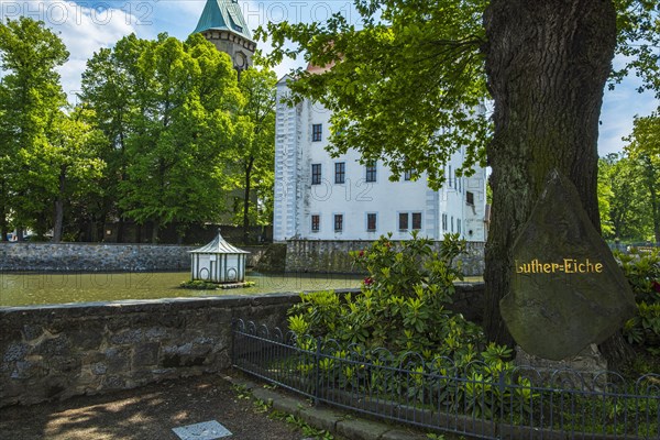 Luther oak in front of Schoenfeld Castle, also known as Germany's Magic Castle, a Renaissance castle in the Schoenfeld highlands near Dresden, Saxony, Germany, Europe