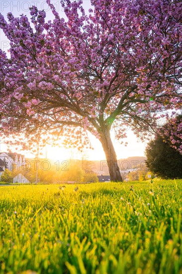 A blossoming tree at sunset with a bright pink colour scheme, spring, Calw, Black Forest, Germany, Europe