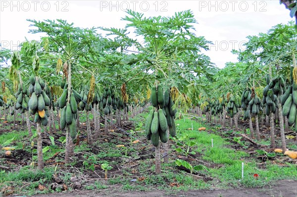 On the road near Rivas, papaya trees laden with fruit on an agricultural farm, Nicaragua, Central America, Central America
