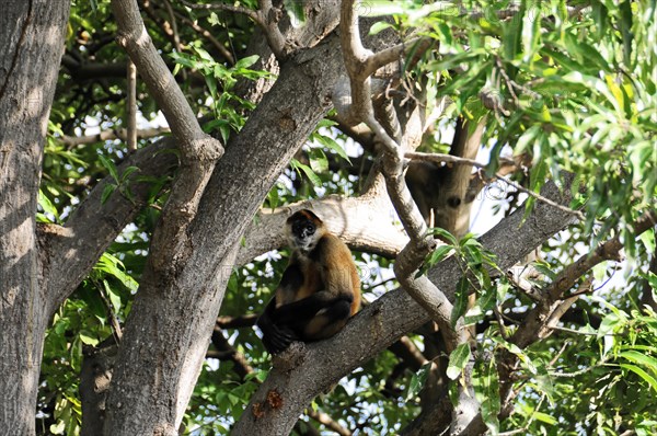Granada, Nicaragua, monkey on the branches of a tree, surrounded by dense foliage, Central America, Central America