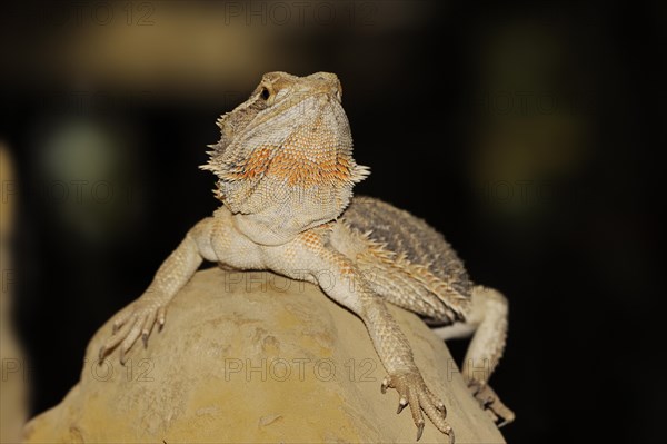 Bearded dragon or striped-headed bearded dragon (Pogona vitticeps, Amphibolurus vitticeps), captive, occurrence in Australia