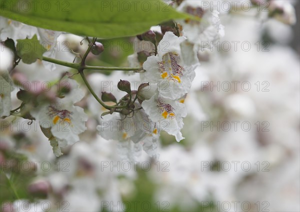 Southern catalpa (Catalpa bignonioides), cigar tree and Indian bean tree