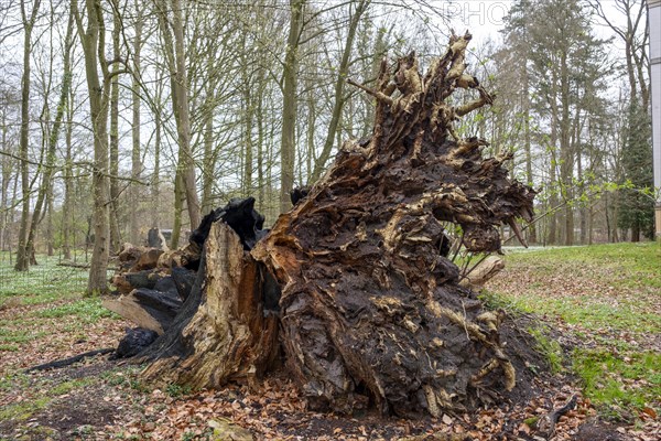 Root from a fallen tree in the castle park, Ludwigslust, Mecklenburg-Vorpommern, Germany, Europe