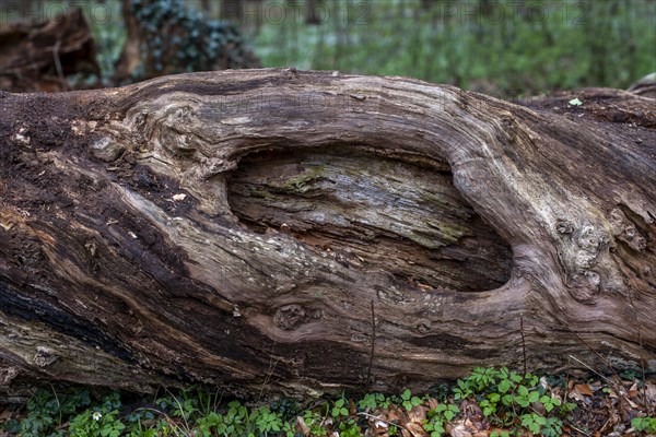 Fallen dead tree trunk in the castle park, Ludwigslust, Mecklenburg-Vorpommern, Germany, Europe