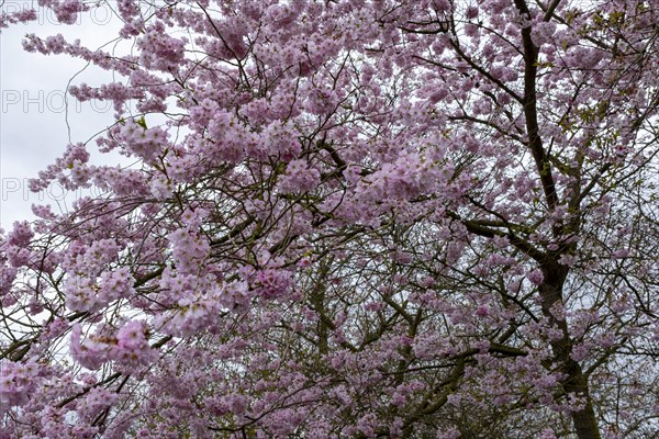 Blossoming cherry tree, ornamental cherry, in the castle park, Ludwigslust, Mecklenburg-Vorpommern, Germany, Europe