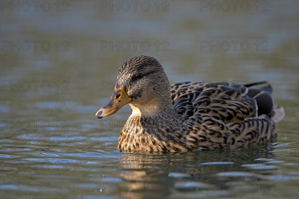 Mallard (Anas platyrhynchos), female, Oberhausen, Ruhr area, North Rhine-Westphalia, Germany, Europe