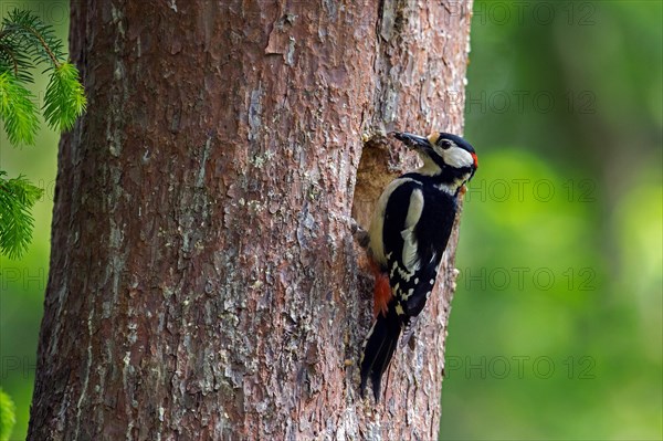 Great spotted woodpecker (Dendrocopos major) adult male at nest entrance in tree trunk in spruce forest in spring