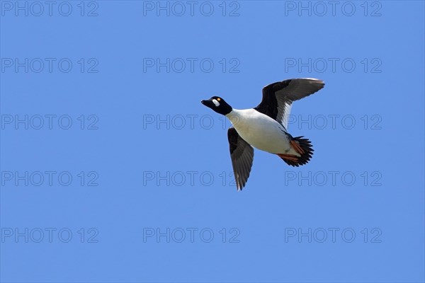 Common goldeneye (Bucephala clangula) adult male flying against blue sky in spring