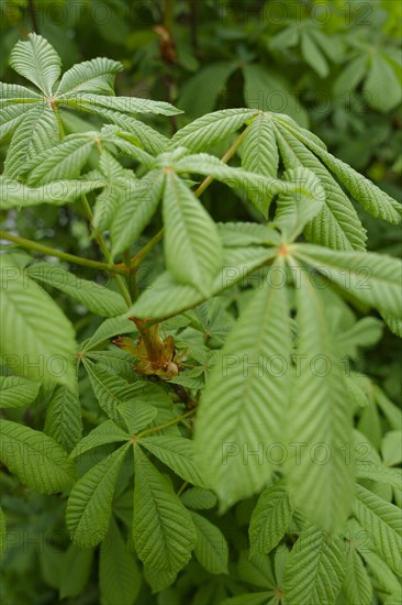 Development process of the horse chestnut (Aesculus hippocastanum) in spring, chestnut, chestnut tree, April, Schwaebisch Hall, Kochertal, Kocher, Hohenlohe, Heilbronn-Franken, Baden-Wuerttemberg, Germany, Europe