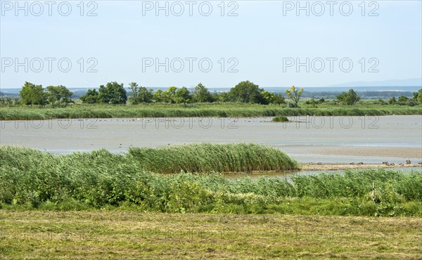 Bird paradise salty lake Lange Lacke, Apetlon, Lake Neusiedl National Park, Seewinkel, Burgenland, Austria, Europe