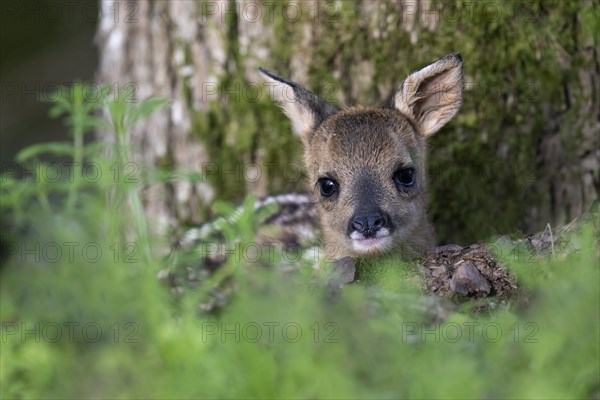 Young fawn, Wittlich, Eifel, Rhineland-Palatinate, Germany, Europe