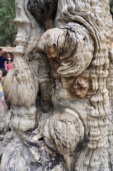 China, Beijing, Forbidden City, UNESCO World Heritage Site, Detailed close-up of interesting patterns and textures in a tree bark, Forbidden City (Palace Museum) in Beijing, China, Asia