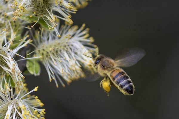 A honeybee collects pollen from a willow in the Hohe Ward nature reserve in Muenster, 08/04/2024