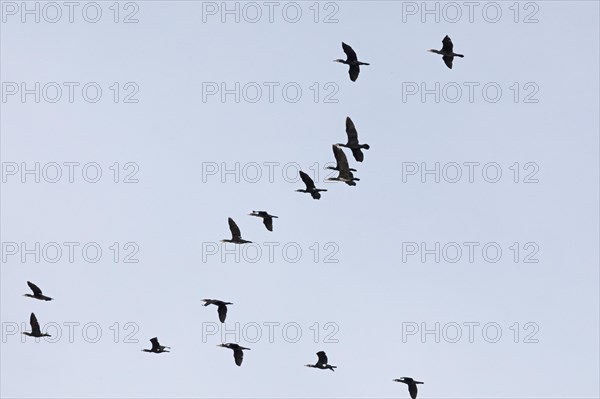 Flying cormorants, flock, Elbtalaue near Bleckede, Lower Saxony, Germany, Europe