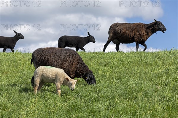 Ewes, lambs, black, sheep, Elbe dike near Bleckede, Lower Saxony, Germany, Europe