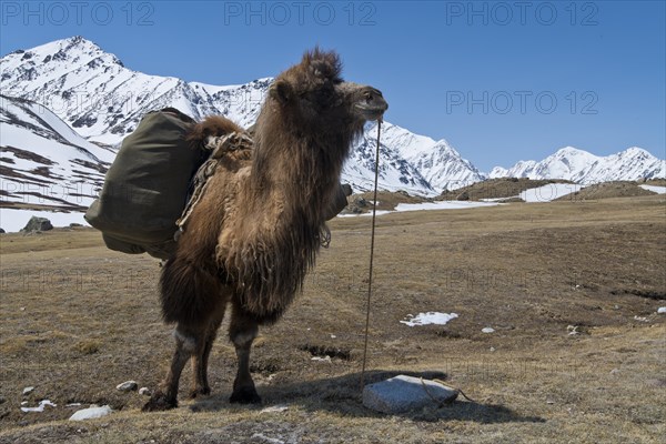 A packed Kael on an expedition in front of mountain peaks in the snowy Tavan Bogd National Park, Mongolian Altai Mountains, Western Mongolia, Mongolia, Asia