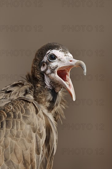 Hooded vulture (Necrosyrtes monachus), portrait, captive, occurrence in Africa