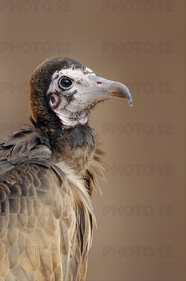 Hooded vulture (Necrosyrtes monachus), portrait, captive, occurrence in Africa