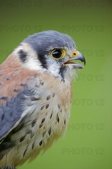 American Kestrel (Falco sparverius), calling male, portrait, captive, occurrence in North America