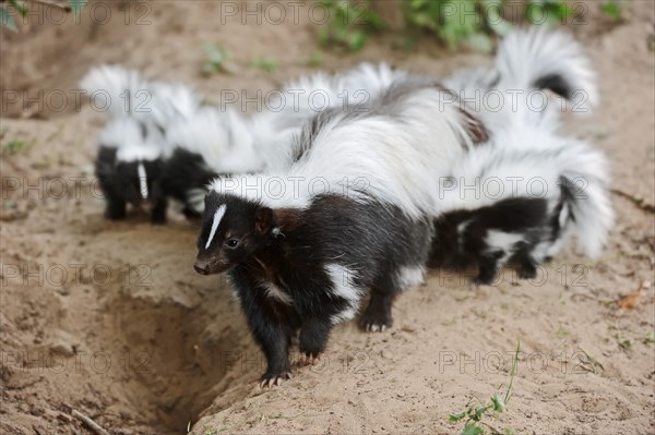 Striped skunk (Mephitis mephitis), female with young at the burrow, captive, occurrence in North America