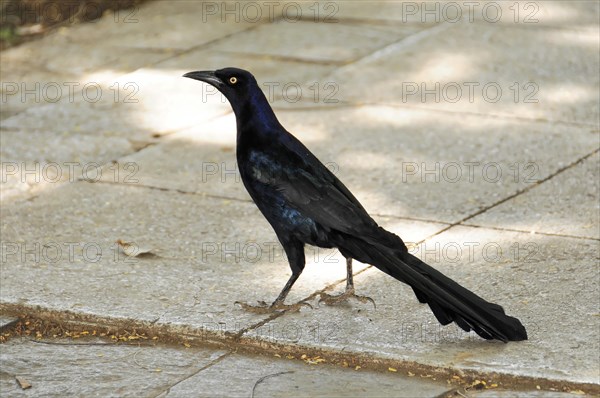 Leon, Nicaragua, Black raven standing on asphalt with shiny plumage and bright eye, Central America, Central America