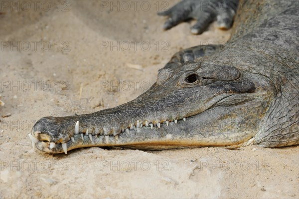 West African armoured crocodile (Mecistops cataphractus, Crocodylus cataphractus), captive, occurrence in Africa