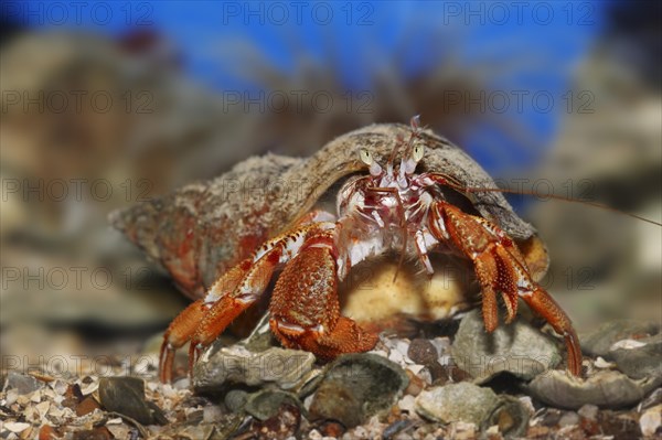 Common hermit crab (Pagurus bernhardus, Eupagurus bernhardus), underwater, captive, North Rhine-Westphalia, Germany, Europe