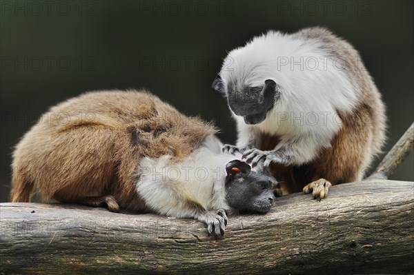 Mantled monkey or bicoloured tamarin (Saguinus bicolor), adult animals grooming each other, captive, occurrence in Brazil