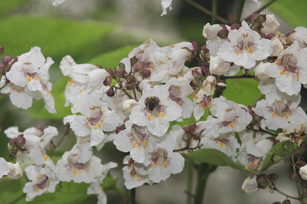 European honey bee (Apis mellifera) on southern catalpa (Catalpa bignonioides), cigar tree and Indian bean tree