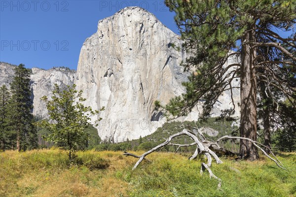 El Capitan, Vosemity Valley, Yosemite National Park, California, United States, USA, Yosemite National Park, California, USA, North America