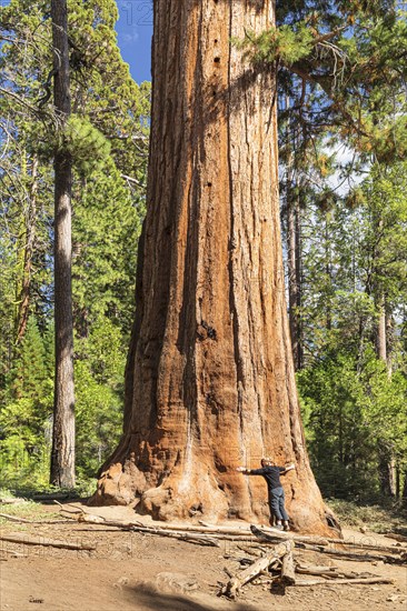 Sequoia tree in Mariposa Grove, Yosemite National Park, California, United States, USA, Yosemite National Park, California, USA, North America