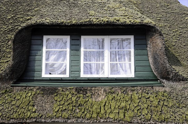 Detailed view of a thatched roof with moss growth and windows with green shutters, Sylt, North Frisian Island, Schleswig Holstein, Germany, Europe
