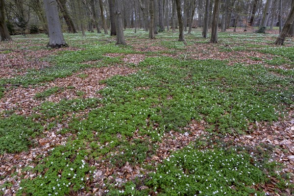 Wood anemone, anemones (Anemonoides nemorosa) in the castle park, Ludwigslust, Mecklenburg-Vorpommern, Germany, Europe