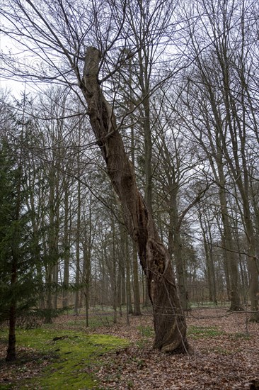 Bare trees in the castle park, Ludwigslust, Mecklenburg-Vorpommern, Germany, Europe