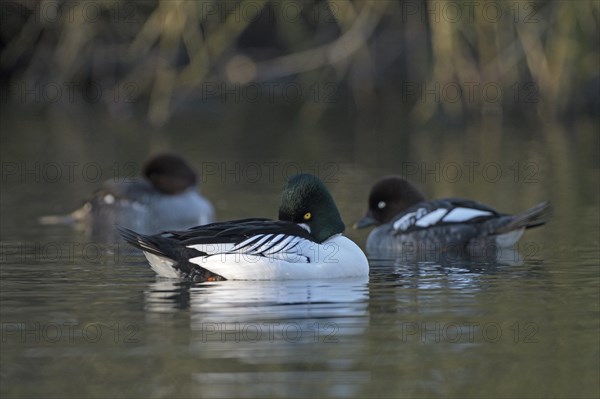 Common goldeneye (Bucephala clangula), drake in mating plumage, female in background, Oberhausen, Ruhr area, North Rhine-Westphalia, Germany, Europe