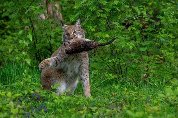 Hunting Eurasian lynx (Lynx lynx) with caught muskrat (Ondatra zibethicus) prey in its muzzle. Captive