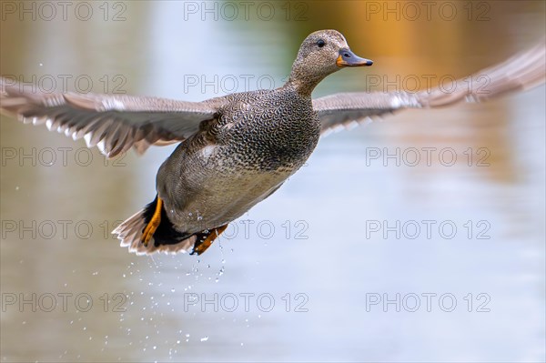 Gadwall (Mareca strepera) close-up of male in flight taking off from pond