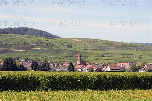 Landscape in Alsace near Kaysersberg, France, Europe, View of a village surrounded by green vineyards under a clear sky, Alsace, Europe