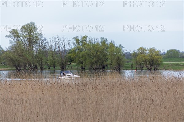 Trees, reeds, water, motorboat, Elbe, Elbtalaue near Bleckede, Lower Saxony, Germany, Europe