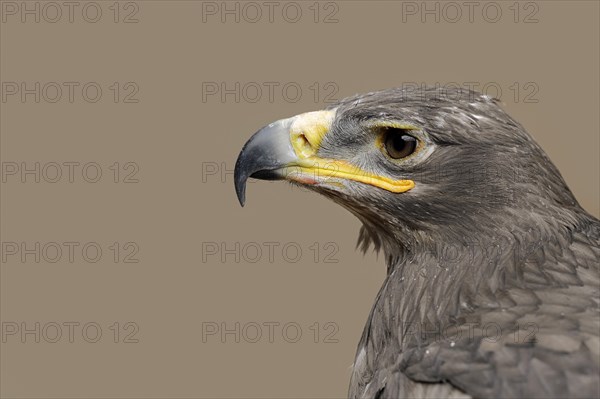 Steppe eagle (Aquila nipalensis), portrait, captive, occurrence in Asia