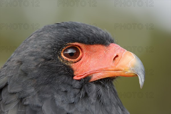 Bateleur (Terathopius ecaudatus), portrait, captive, occurrence in Africa